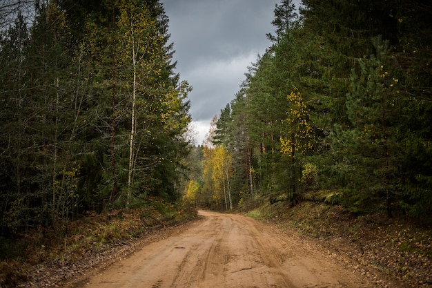 Forest road going through autumn forest