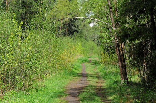 Forest road on a Sunny may morning Moscow region Russia