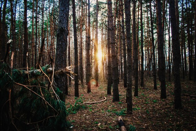 Forest Road Under Sunset Sunbeams