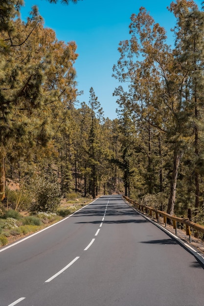 Forest road on the way up to the Teide Natural Park in Tenerife Canary Islands