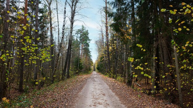 Forest road with fallen leaves