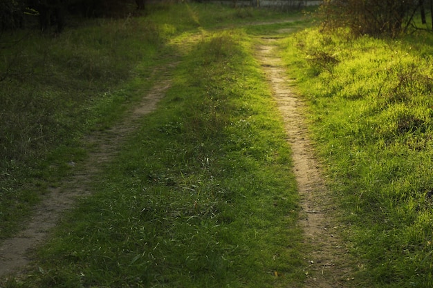 Forest road with green grass and sunlights