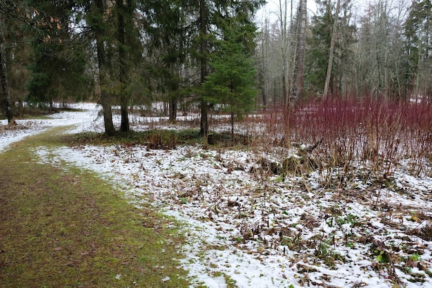 雪解け中の両側に赤い茂みとモミの木がある林道