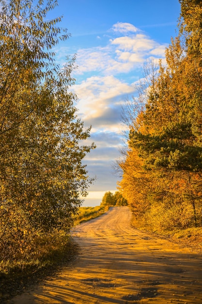 Forest road with trees in autumn at sunrise or sunset