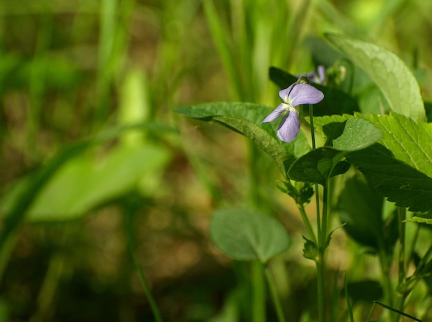 晴れた夏の朝、モスクワ地方ロシアの黄色い花の間の林道