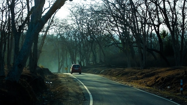 Forest Route at early morning