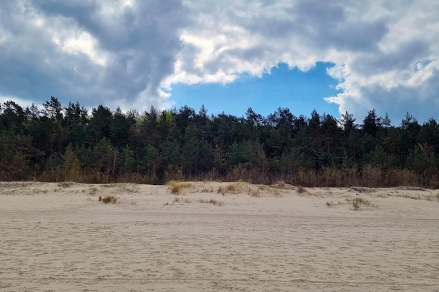 Лесной песчаный пляж на фоне природы Балтийского моря