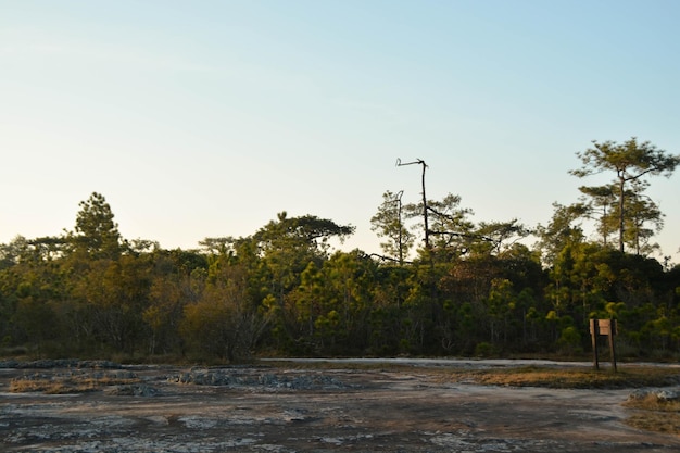 Forest scape and clear sky