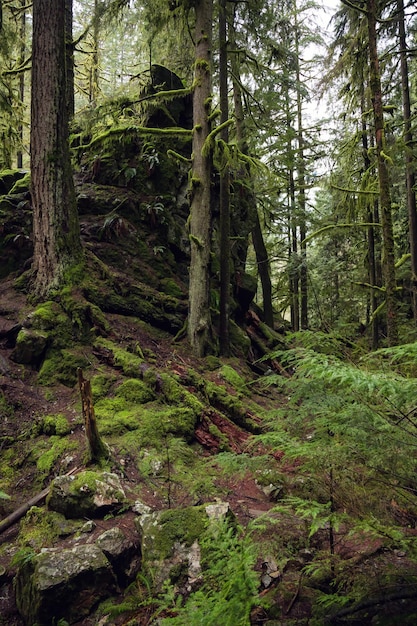 Scenario forestale nel lynn valley canyon