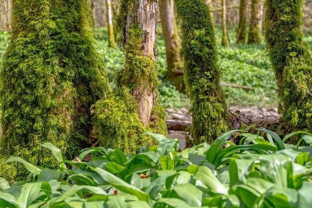 forest scenery at spring time