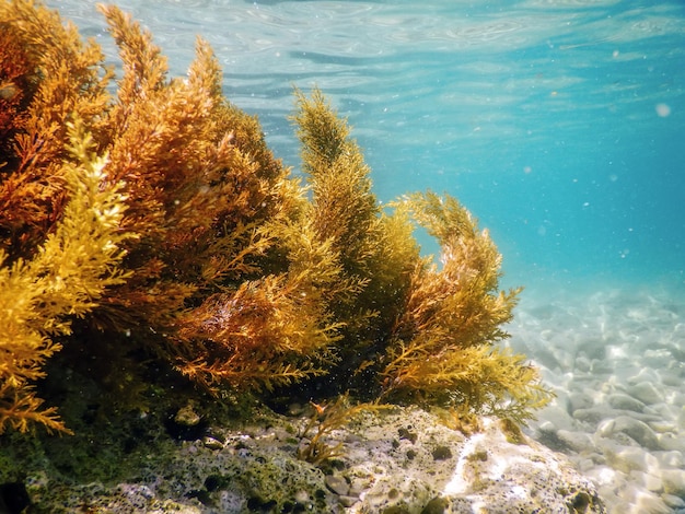 Лес водорослей, водоросли под водой, водоросли мелководье у поверхности