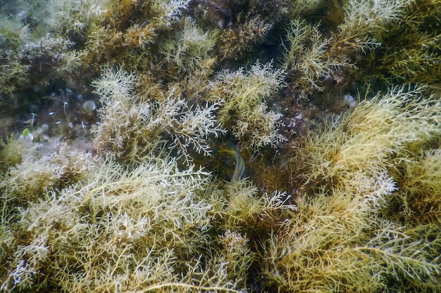 海藻の森 海藻 水中 水中風景