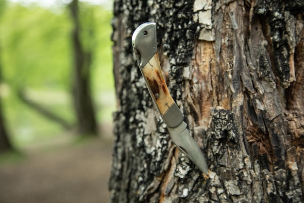 Forest sharp knife in pine tree