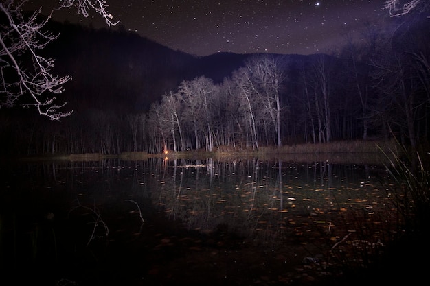 forest sky at night with stars and tree top silhouettes in the background