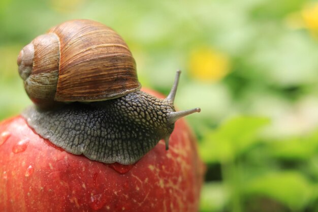 A forest snail sits on a ripe apple against the backdrop of nature