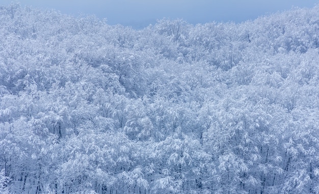 冬の朝の雪の中の森