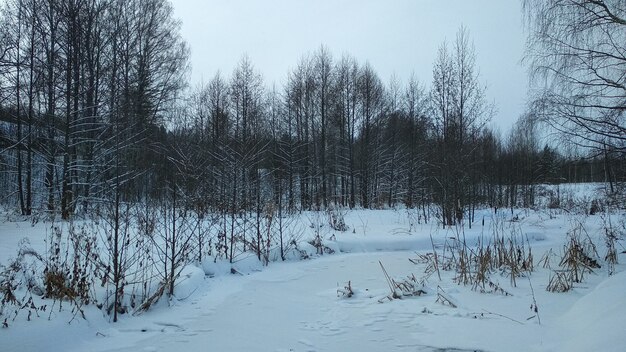 Foresta nella neve in inverno