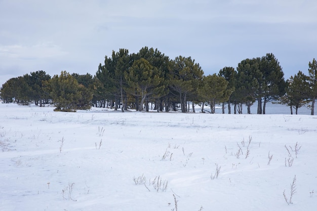 Forest in snowy landscape with lake