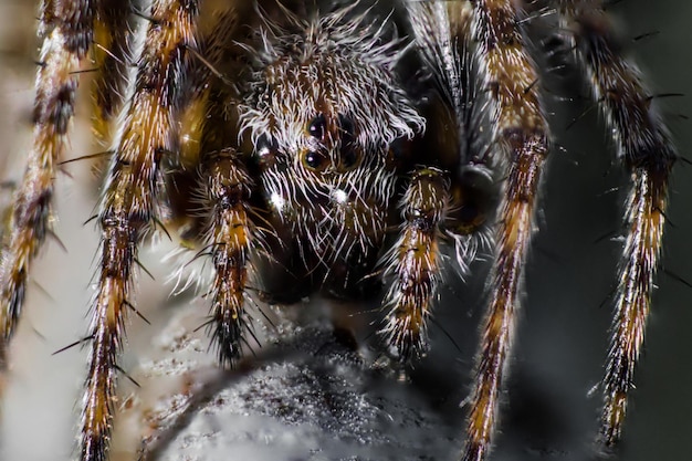 Forest spider or spider cross in macro face and head of\
european garden spider closeup spider with fluffy body and\
paws