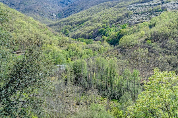 Photo forest in spring in extremadura spain