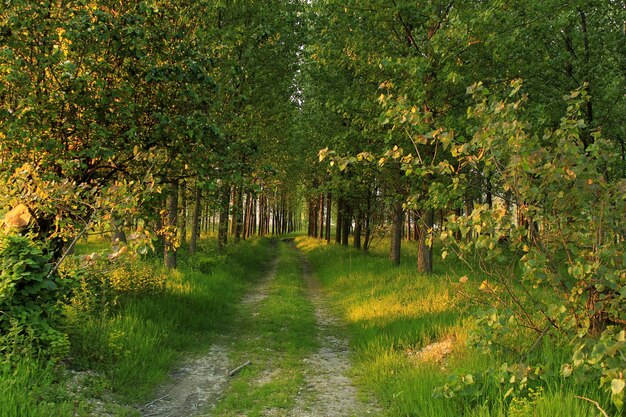 Photo forest spring landscape forest trees with grass on the foreground and sunlight shining through the forest trees