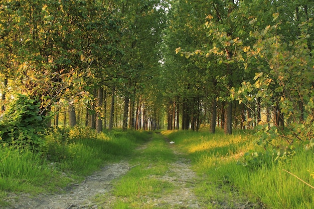 Photo forest spring landscape forest trees with grass on the foreground and sunlight shining through the forest trees