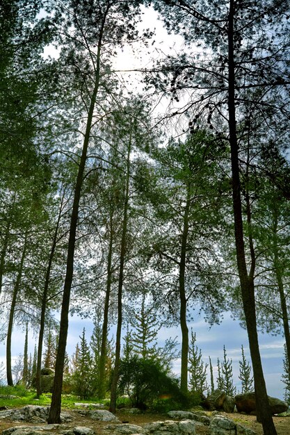 Forest in spring sunny day