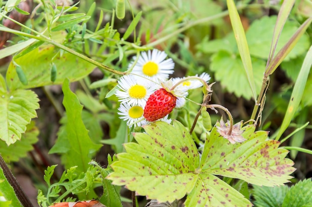 Forest strawberry