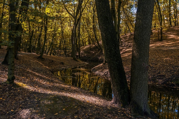 Forest stream calmly meanders between the trees.