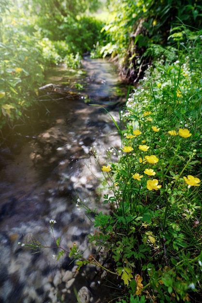 Foto ruscello della foresta giornata di sole limpido