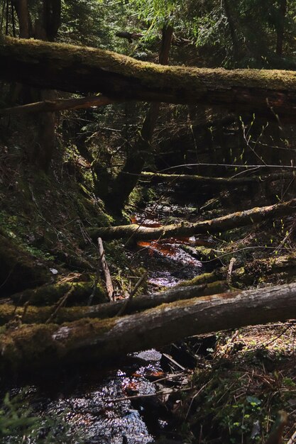 Лесной ручей в темном овраге усеян поваленными деревьями