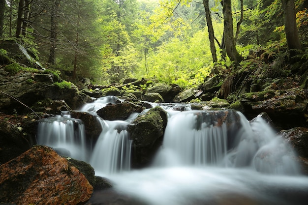 Forest stream flowing down from the mountains