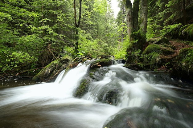 Flusso della foresta che scorre giù dalle montagne