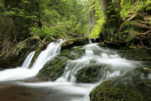 Forest stream flowing down from the mountains