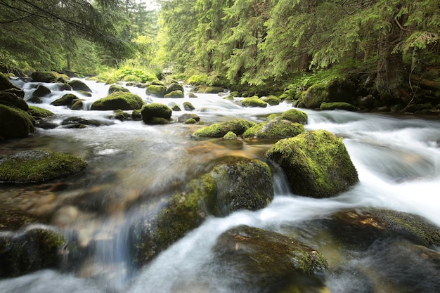 Forest stream flowing down from the mountains