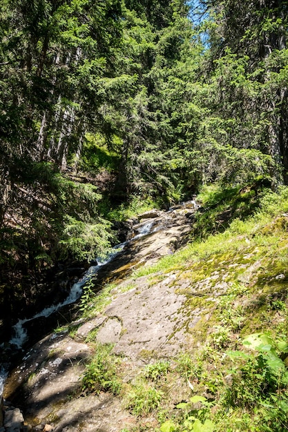 The Grand-Bornand, Haute-savoie, France의 숲과 개울 풍경