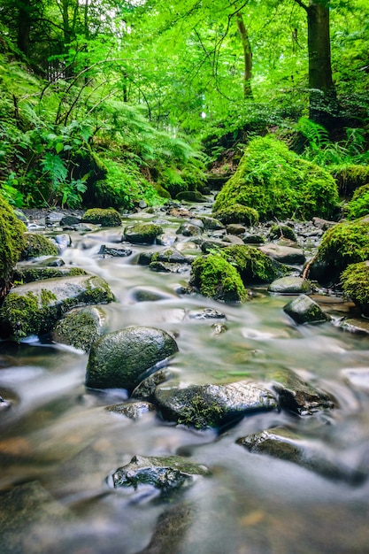 Forest stream running over mossy rocks