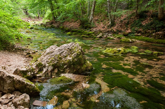 Flusso della foresta che investe le rocce muscose