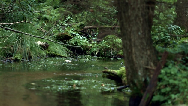 Forest stream with transparent water flowing in wood Landscape with brook