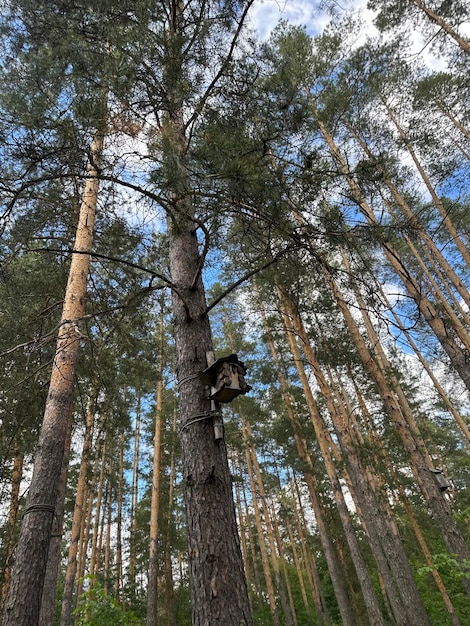 Лес летом в центральной России