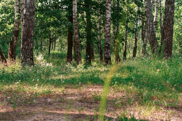 Forest summer landscape. birch trees and wild flowers