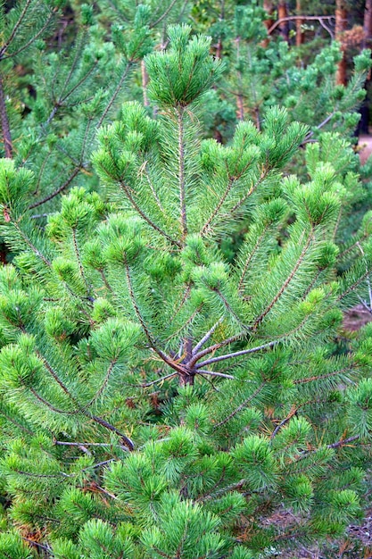 Photo forest at summer russia