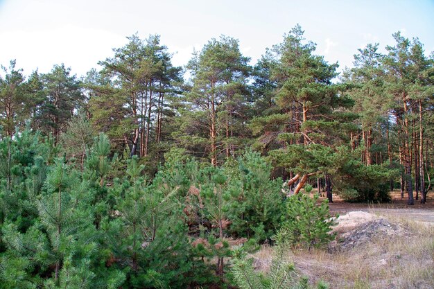 Лес в летней России