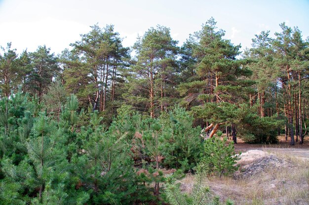 夏のロシアの森