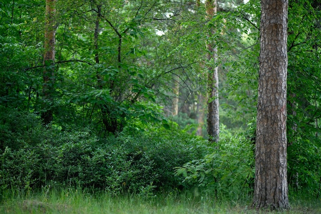 Forest in the summer time in the evening. Nature Landscape