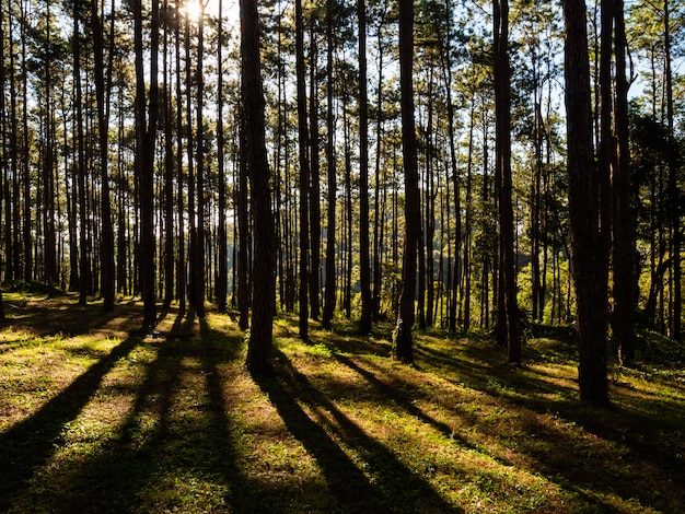 Forest and sunligh in the morning