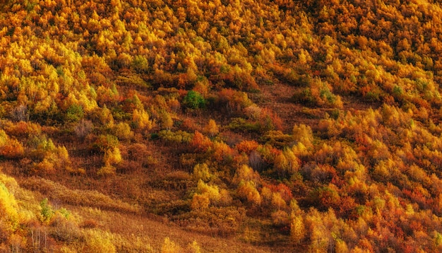 Forest in sunny afternoon while autumn season. Carpathians. Ukra