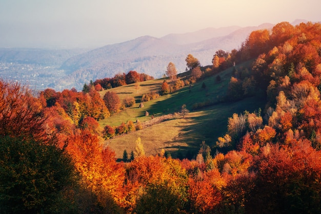 秋のシーズン中の晴れた日の午後の森。カルパティア山脈。ウクライナ、ヨーロッパ