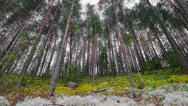 Una foresta di alti pini