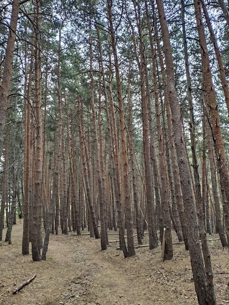 Photo forest tall thin trees